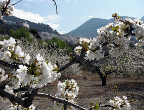 Noticia Diario Jaén:El espectáculo de los cerezos en flor en Torres