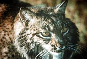 Noticia Diario Jaén:Nacen en Jaén tres nuevos ejemplares de lince ibérico