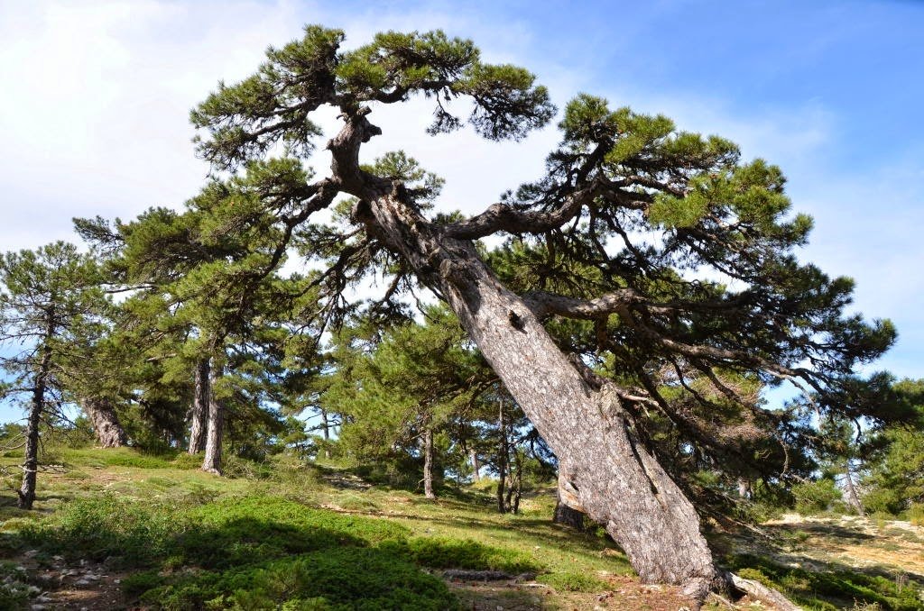 Noticia IDEAL:Cazorla guarda los pinos más viejos de España